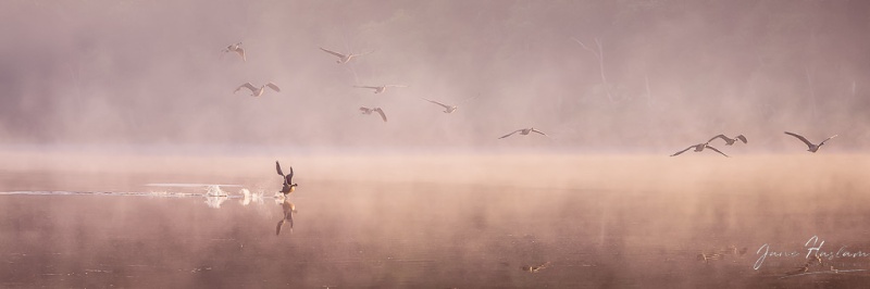 Canada geese in the mist at Nuclear Lake, Pawling, NY