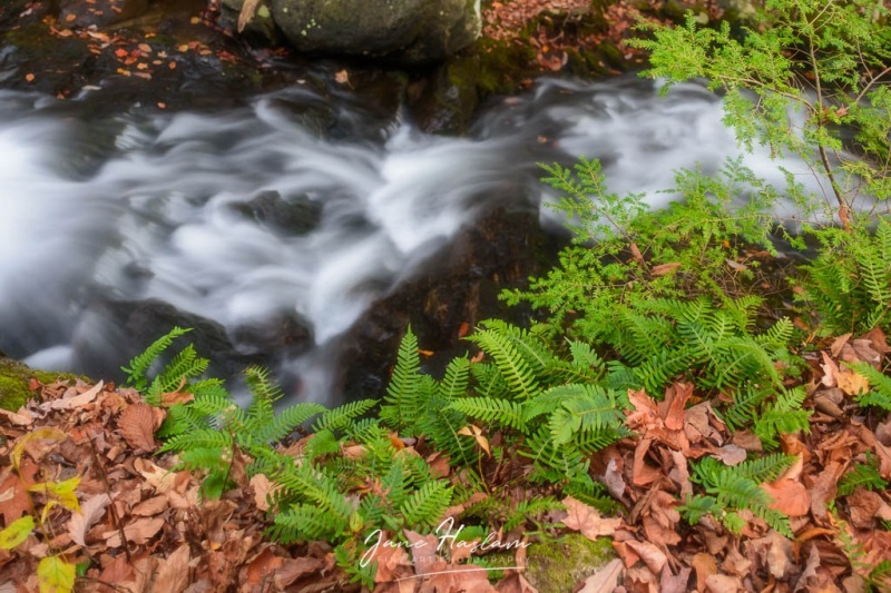 Spring ferns alongside a fast flowing brook