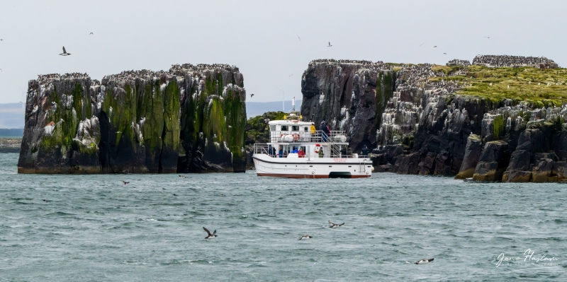 Boat trip to the Farne Islands in Northumberland