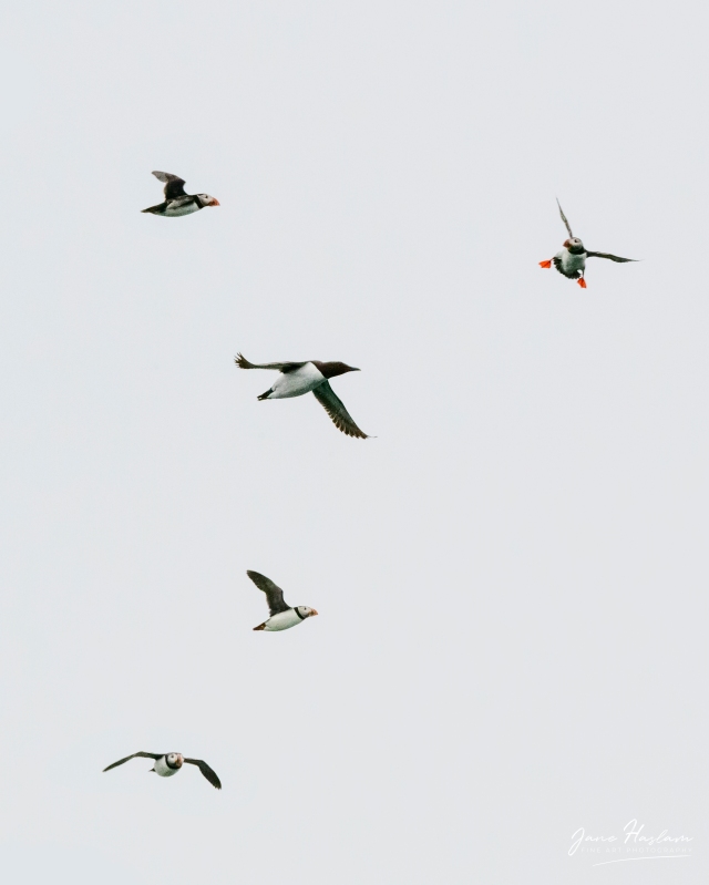 Puffins and Razorbills in Flight near the Farne Islands, Northumberland, England