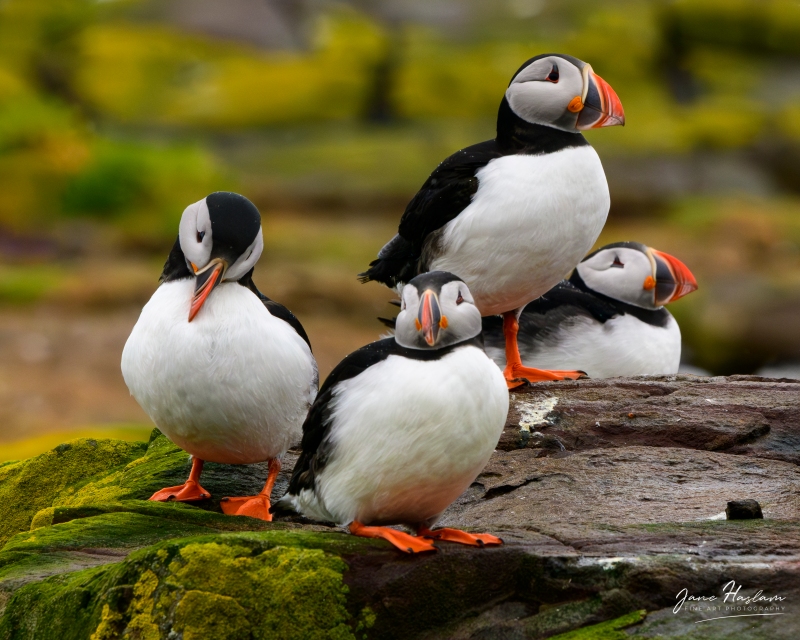 Puffin Colony on Inner Farne in Northumberland, England