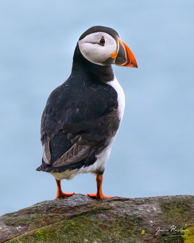 Puffin surveying the view out to sea