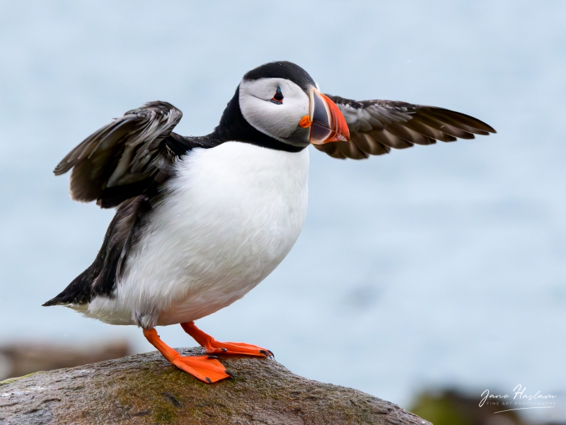 Puffin with its wings outstretched