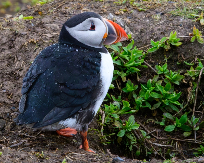 A Puffin by it's burrow