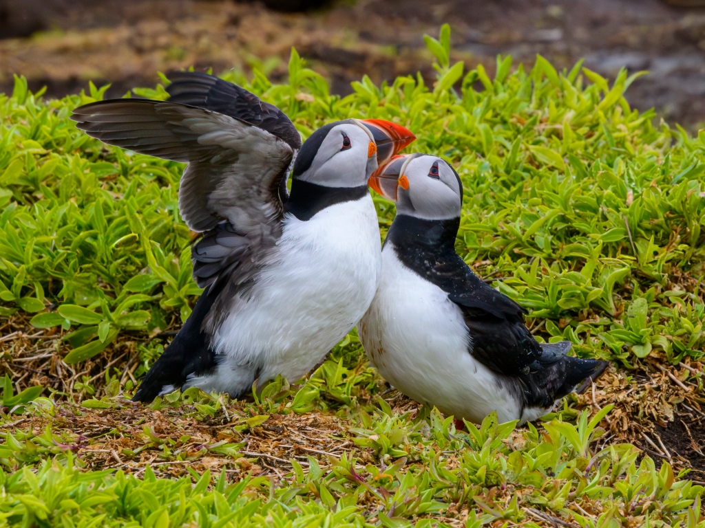 Puffin Fever