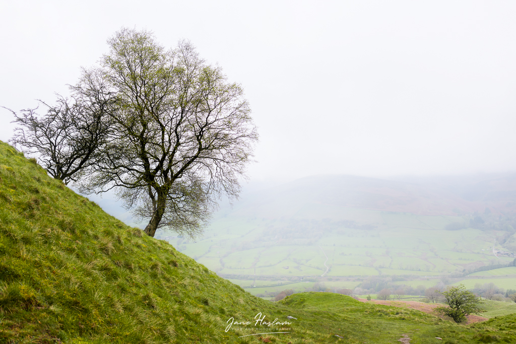 Lonely tree on the slopes of the Great Ridge in Derbyshire's Peak District