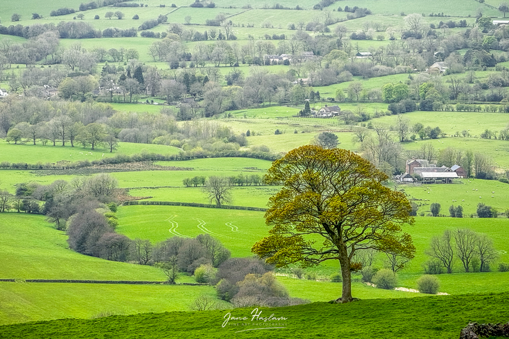 Lush lowland greenery in the Spring in the Peak District National Park, England